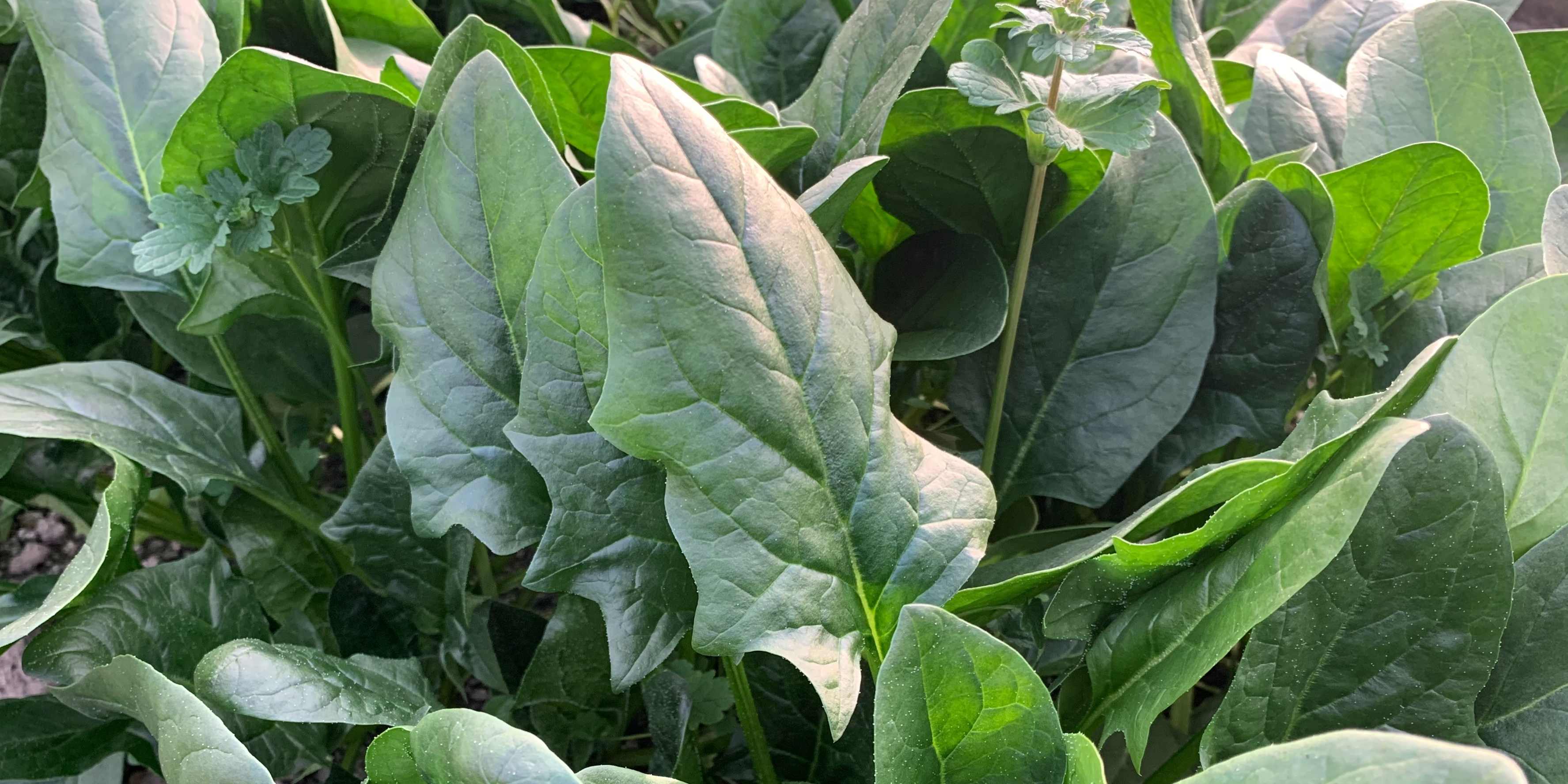 ホウレンソウの写真