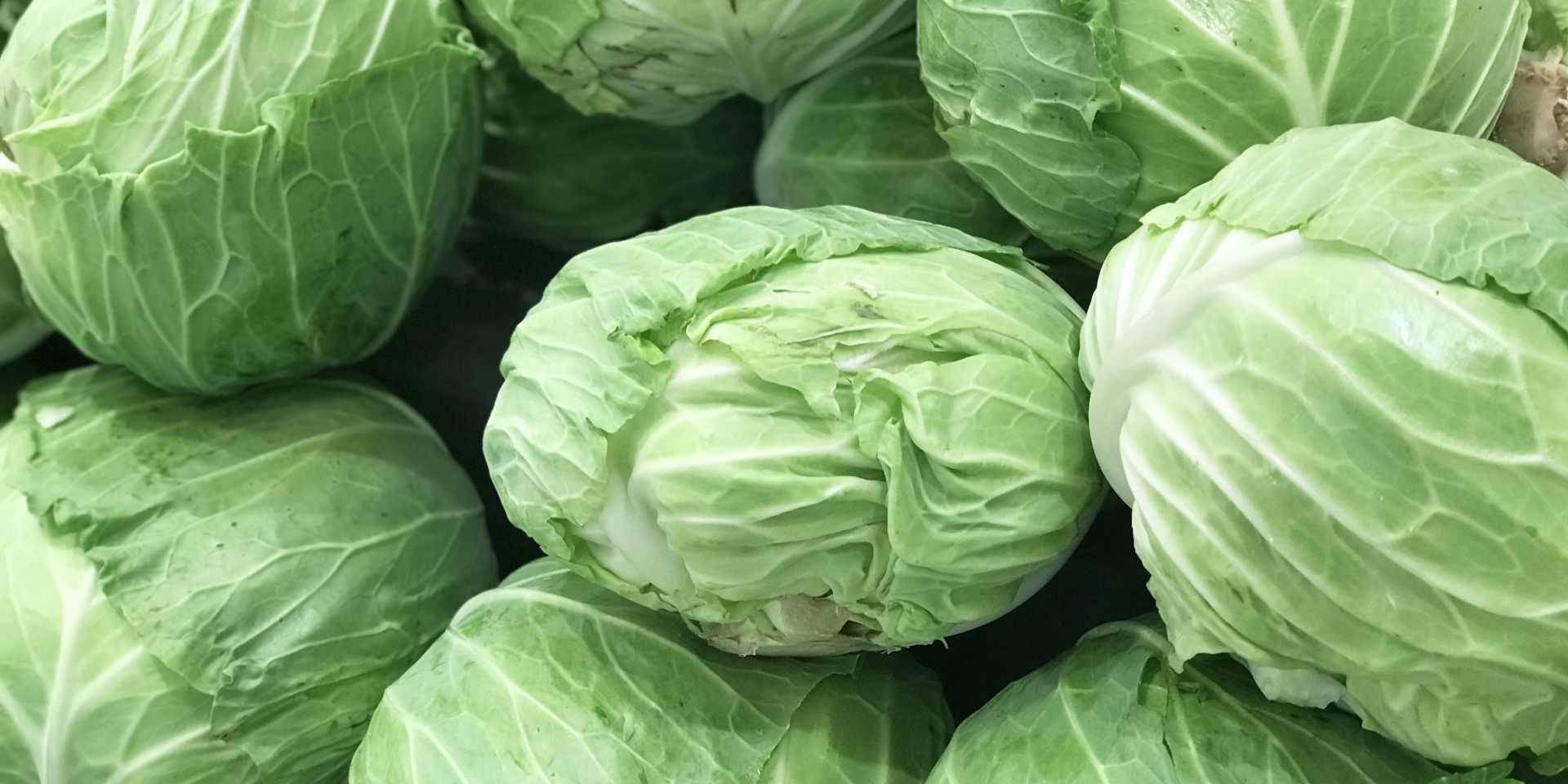 キャベツの写真