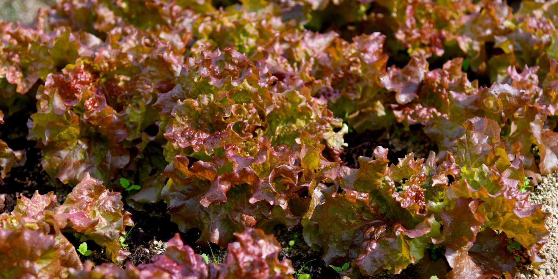 サニーレタスの写真