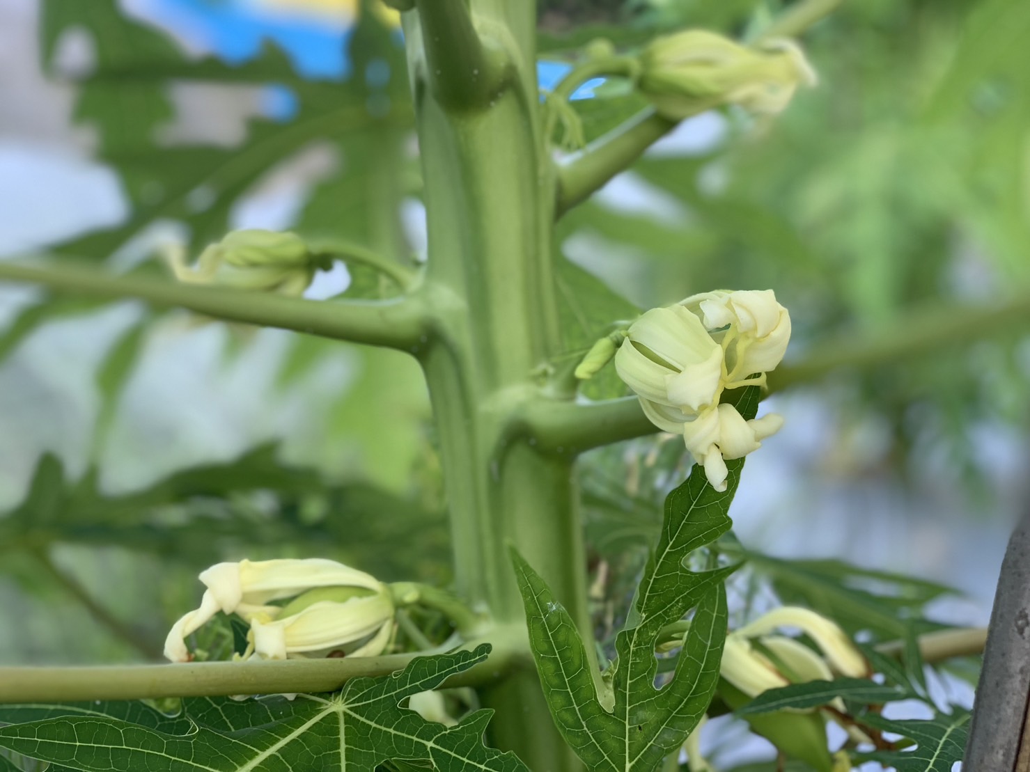 100%Organic 新鮮野菜と安心安全を生産農家から
